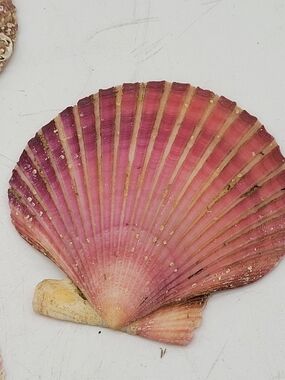 Orange Pink Brown Lion Paw Scallop Nautical Beach Craft Sea Shell. Sm Med ~ 4"